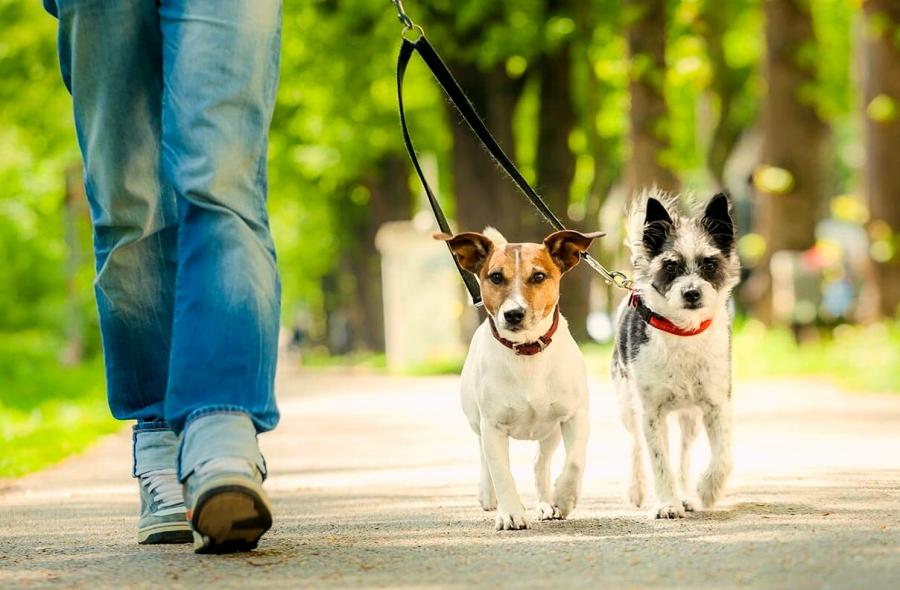 Promenades d'animaux